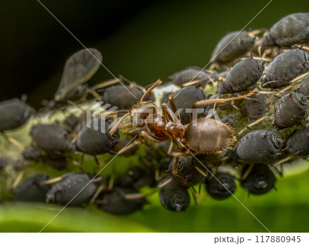 Colony of aphids and brown ant Colony of aphids and brown ant 117880945
