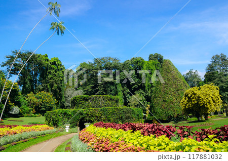 Royal botanical gardwen in Kandy, Sri Lanka. Royal botanical gardwen in Kandy, Sri Lanka. 117881032