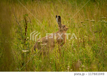 Portrait of a sitting brown hare (lepus europaeus) Portrait of a sitting brown hare (lepus europaeus) 117881049