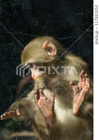 Monkey trapped inside a glass cage held in captivity. Monkey trapped inside a glass cage held in captivity. 117881052