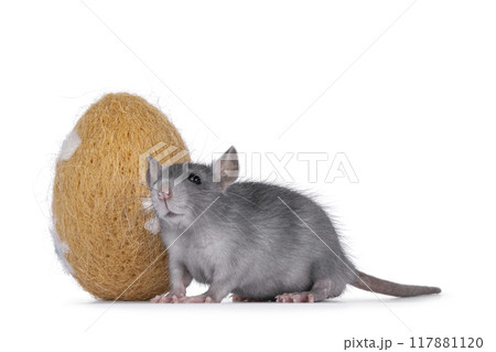 Grey rat and toy egg on white background 117881120