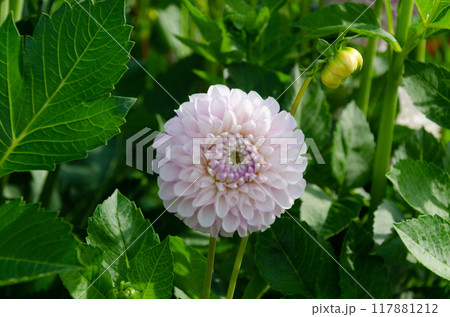Dahlia flowers Dahlia flowers 117881212