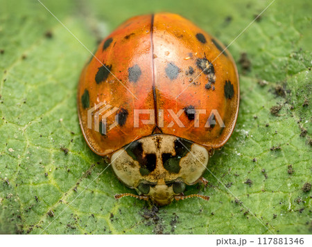 Asian ladybird on green leaf 117881346