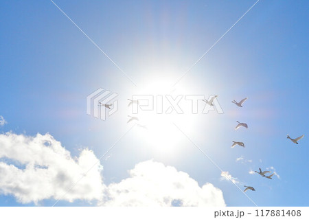 青空と白鳥 117881408