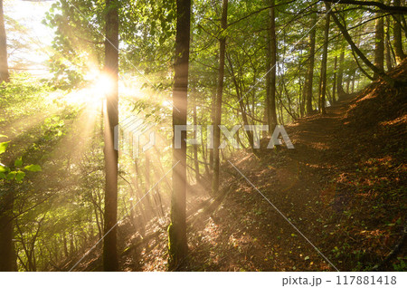 木々の間から射し込む朝日 117881418