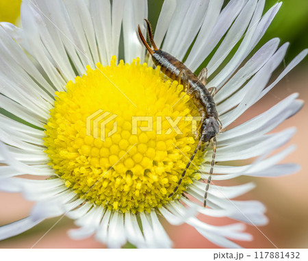 Ring-legged earwig captured inside wild flower cup Ring-legged earwig captured inside wild flower cup 117881432