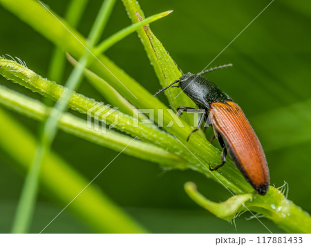 Click beetle on a flower stem Click beetle on a flower stem 117881433