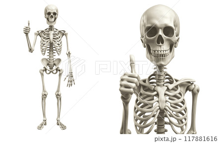 Skeleton hand, a skeleton with the thumb up associated with agreement, approval, affirmation, or positivity in sign language. 117881616
