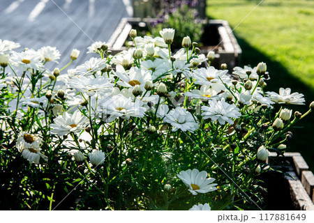 Beautiful White Camille flowers in the green grass background on a sunny day, Arctic chamomile macro, summer background Beautiful White Camille flowers in the green grass background on a sunny day, Arctic chamomile macro, summer background 117881649