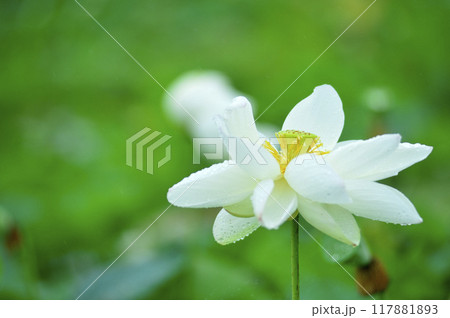 田園でみたハスの花 117881893
