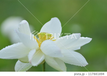 田園でみたハスの花 117881894