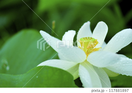 田園でみたハスの花 117881897