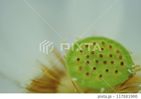 田園で見た蓮の花 田園で見た蓮の花 117881900