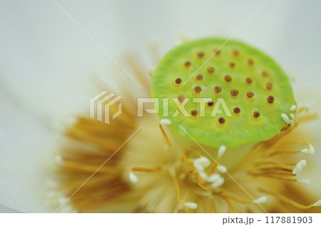 田園で見た蓮の花 田園で見た蓮の花 117881903