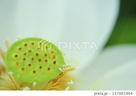 田園で見た蓮の花 117881904