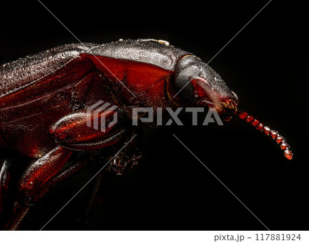Brown carpet beetle 117881924