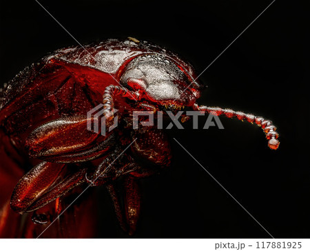 Brown carpet beetle 117881925