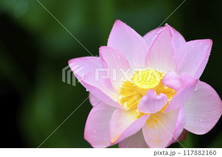 田園でみたハスの花 117882160