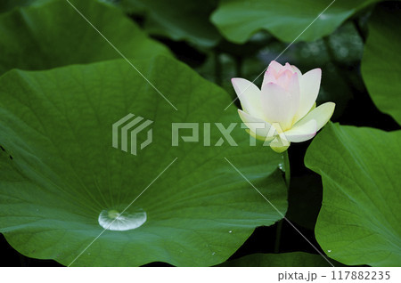 田園でみたハスの花 田園でみたハスの花 117882235
