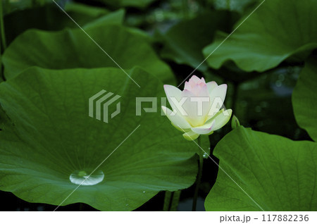 田園でみたハスの花 117882236
