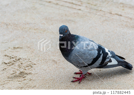 A dove on the sand of a beach A dove on the sand of a beach 117882445
