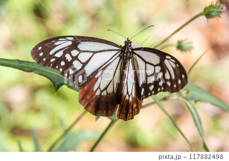 旅する蝶【アサギマダラ】 117882498