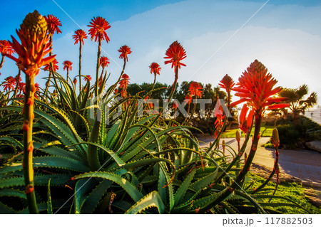 Beautiful red flowers of Aloidendron barberae, formerly Aloe bainesii and Aloe barberae) in Tel Aviv Israel on Medityerranean sea coast Beautiful red flowers of Aloidendron barberae, formerly Aloe bainesii and Aloe barberae) in Tel Aviv Israel on Medityerranean sea coast 117882503