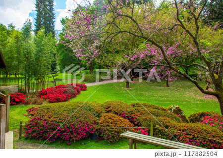 Rhododendron   blossom  and  topiary  art  in Maulevrier oriental park (Japanese garden). 117882504