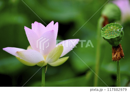 田園でみたハスの花 117882979