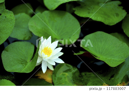 池に咲く睡蓮 117883007