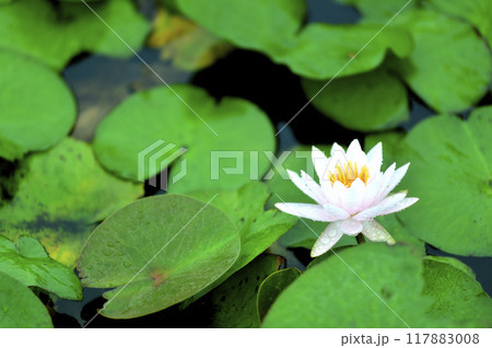 池に咲く睡蓮 117883008