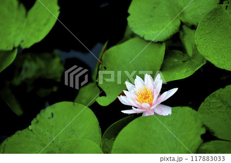 池に咲く睡蓮 117883033