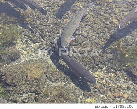 水を泳ぐニジマス 117883100