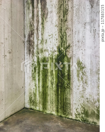 Mold causing green patches on wall Mold causing green patches on wall 117883155