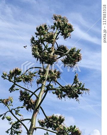 青空に映えるリュウゼツラン 青空に映えるリュウゼツラン 117883318