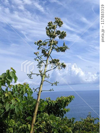 青空に映えるリュウゼツラン 117883319