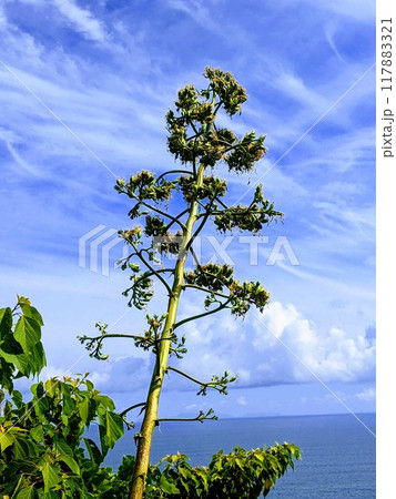 青空に映えるリュウゼツラン 青空に映えるリュウゼツラン 117883321