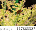 ウリハムシ 117883327