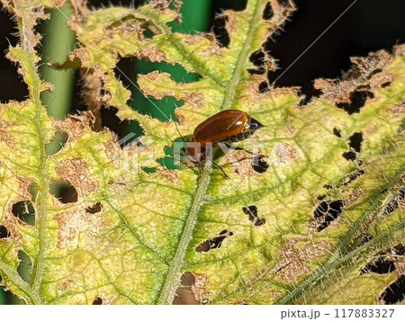 ウリハムシ ウリハムシ 117883327