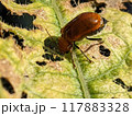 ウリハムシ 117883328