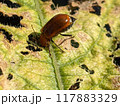 ウリハムシ 117883329