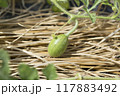 スイカの栽培 117883492