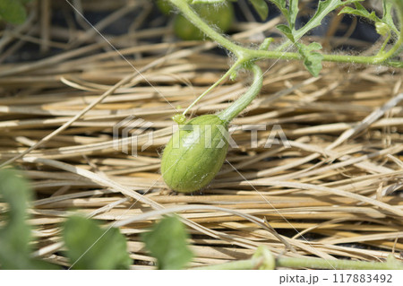 スイカの栽培 スイカの栽培 117883492