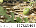 スイカの栽培 117883493