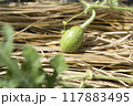 スイカの栽培 117883495