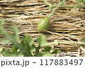 スイカの栽培 117883497