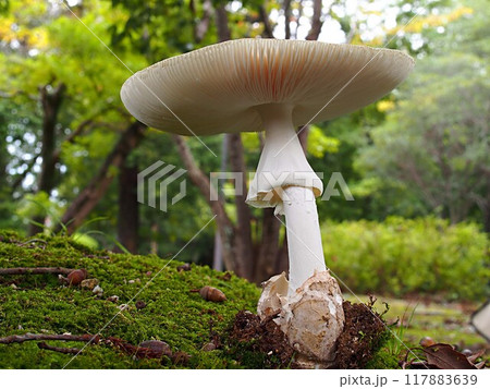 白いタマゴタケの生態写真 白いタマゴタケの生態写真 117883639