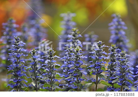 夕陽に染まるアジュガレプタンス( fix撮影 ) 夕陽に染まるアジュガレプタンス( fix撮影 ) 117883888