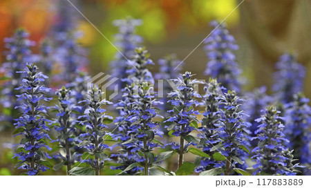 夕陽に染まるアジュガレプタンス( fix撮影 ) 夕陽に染まるアジュガレプタンス( fix撮影 ) 117883889