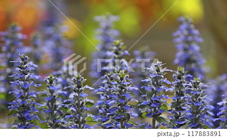 夕陽に染まるアジュガレプタンス( fix撮影 ) 夕陽に染まるアジュガレプタンス( fix撮影 ) 117883891